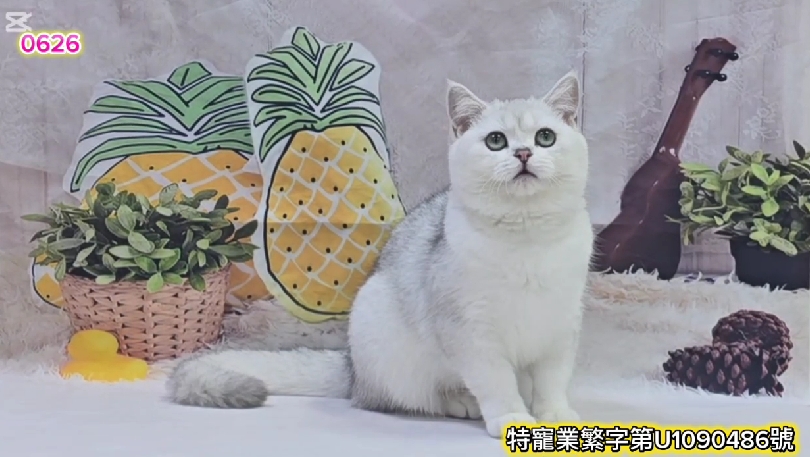 米琪蘇貓舍／銀漸層英國短毛貓