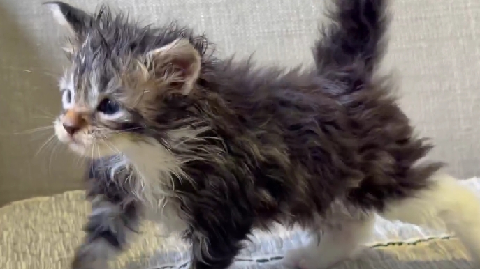 尊爵名皇／棕虎斑緬因貓