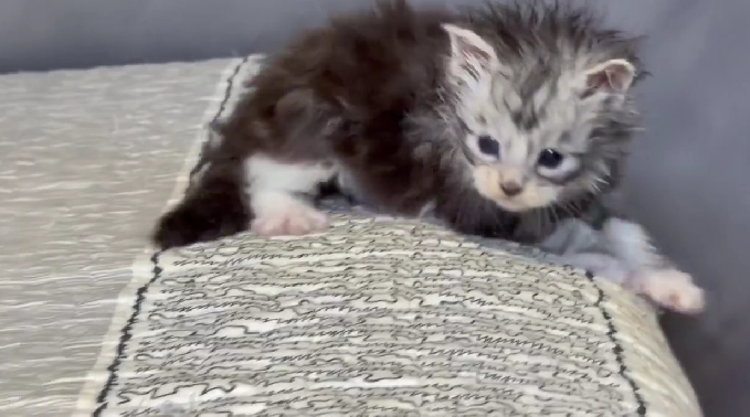 尊爵名皇／銀虎斑緬因貓