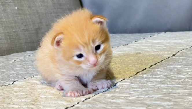 尊爵名皇／橘金緬因貓