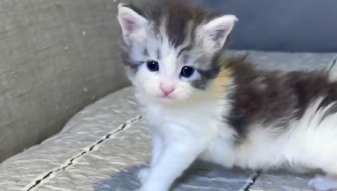 尊爵名皇／銀三花賓士緬因貓