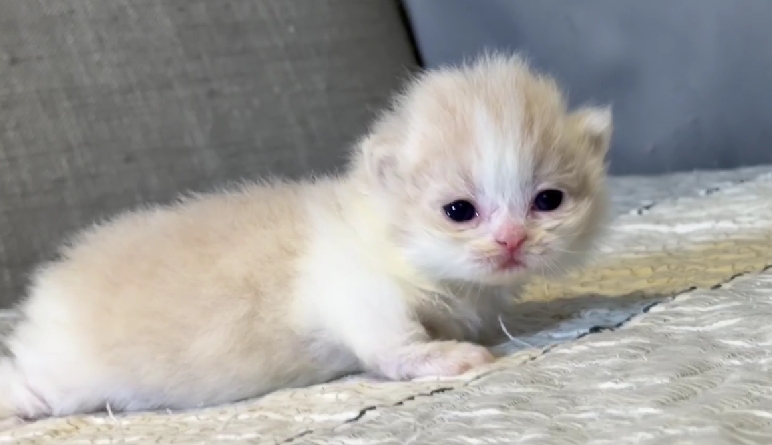 尊爵名皇／奶油白賓士小步舞曲