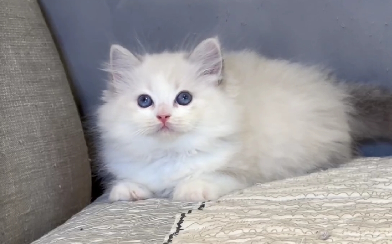 尊爵名皇／藍雙色布偶貓