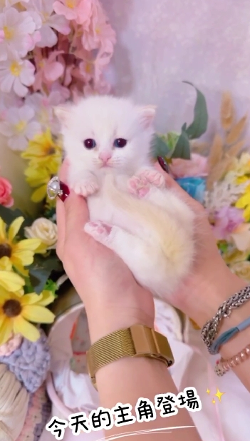 星光貓舍／火焰重點色曼赤肯