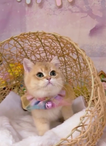 星光貓舍／金漸層英國短毛貓