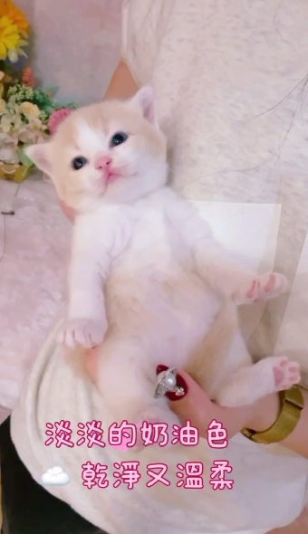 星光貓舍／奶油白賓士英國短毛貓