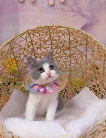 星光貓舍／藍白色英國短毛貓