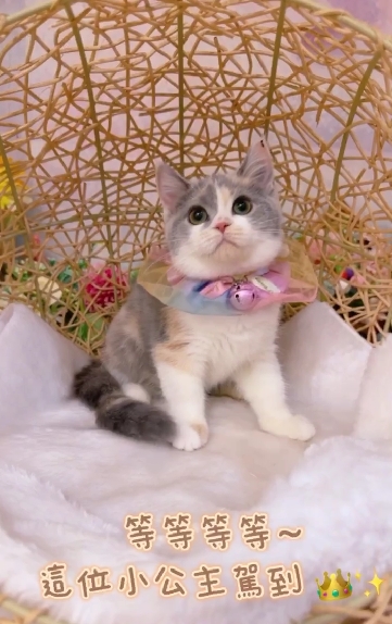 星光貓舍／三花英國短毛貓