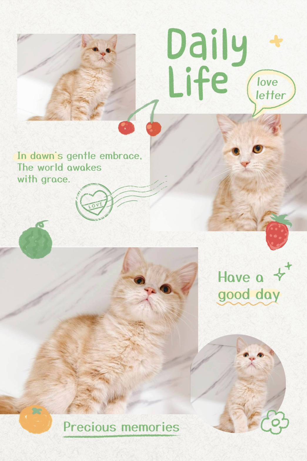 布魯斯貓舍／奶油色英國短毛貓