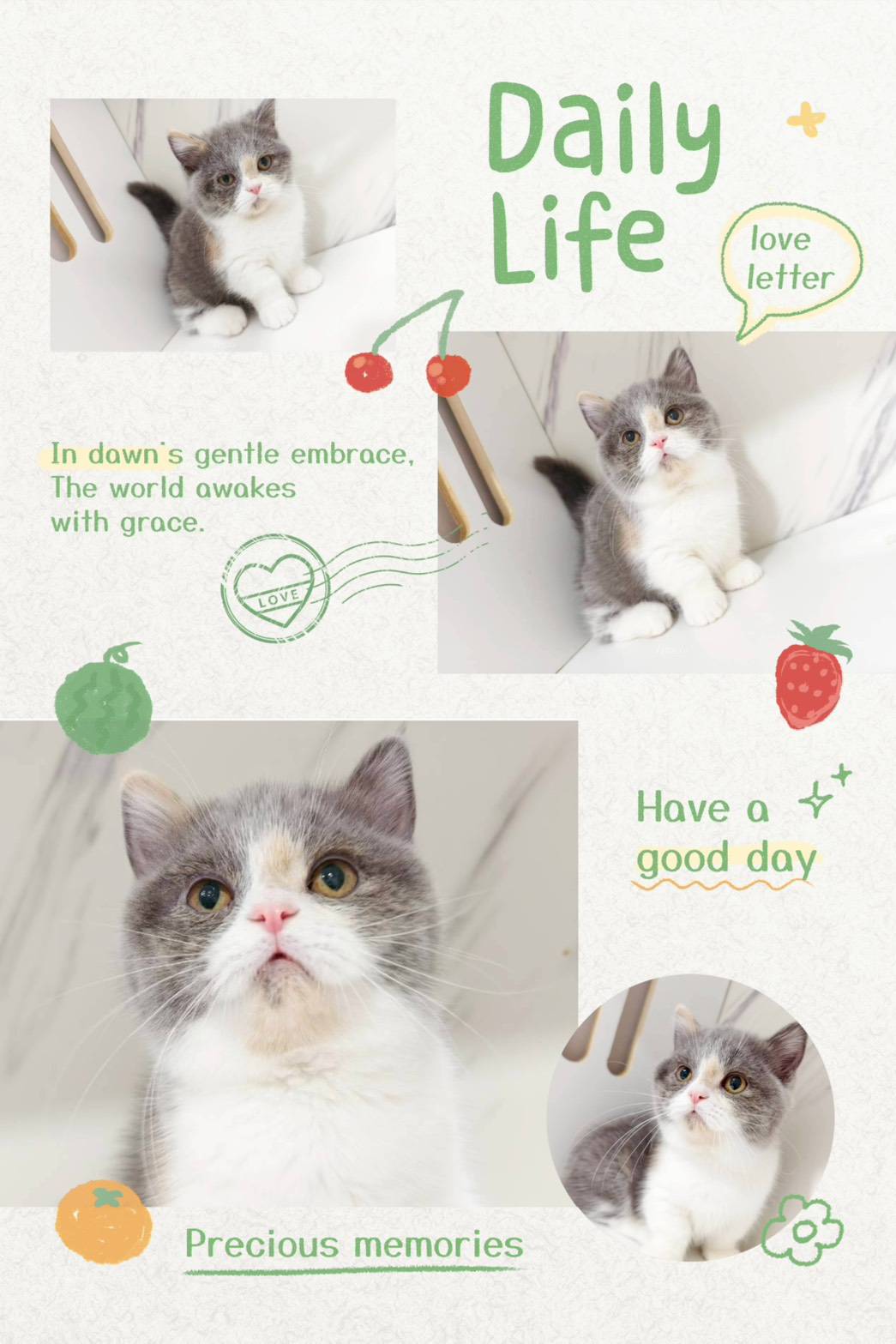 布魯斯貓舍／藍三花賓士曼赤肯