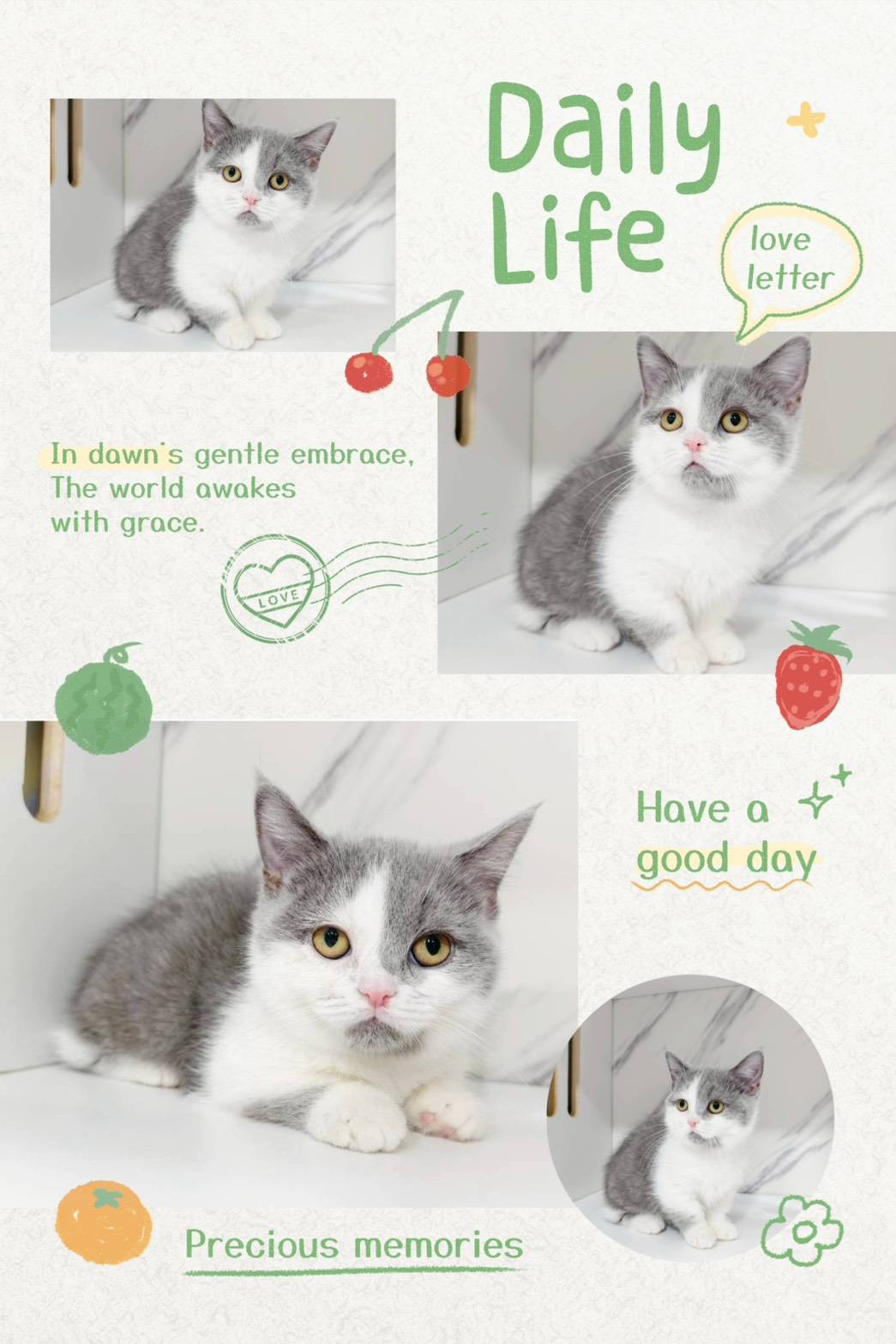 布魯斯貓舍／藍白曼赤肯