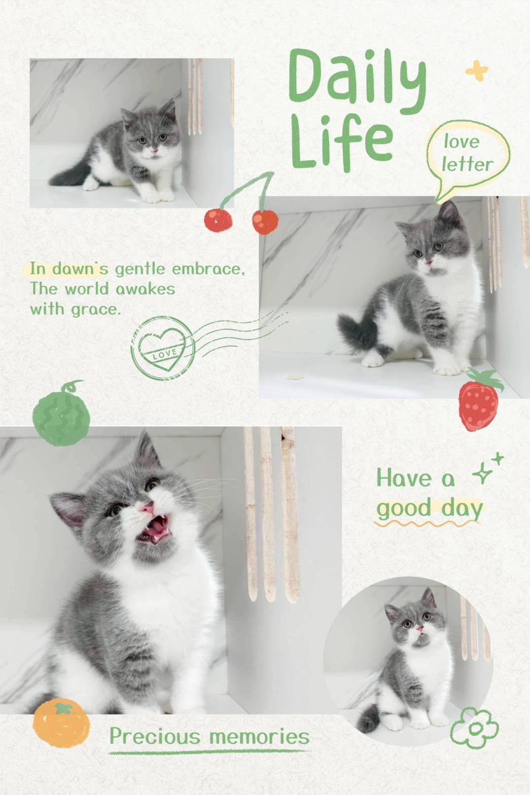 布魯斯貓舍／藍白色英國短毛貓