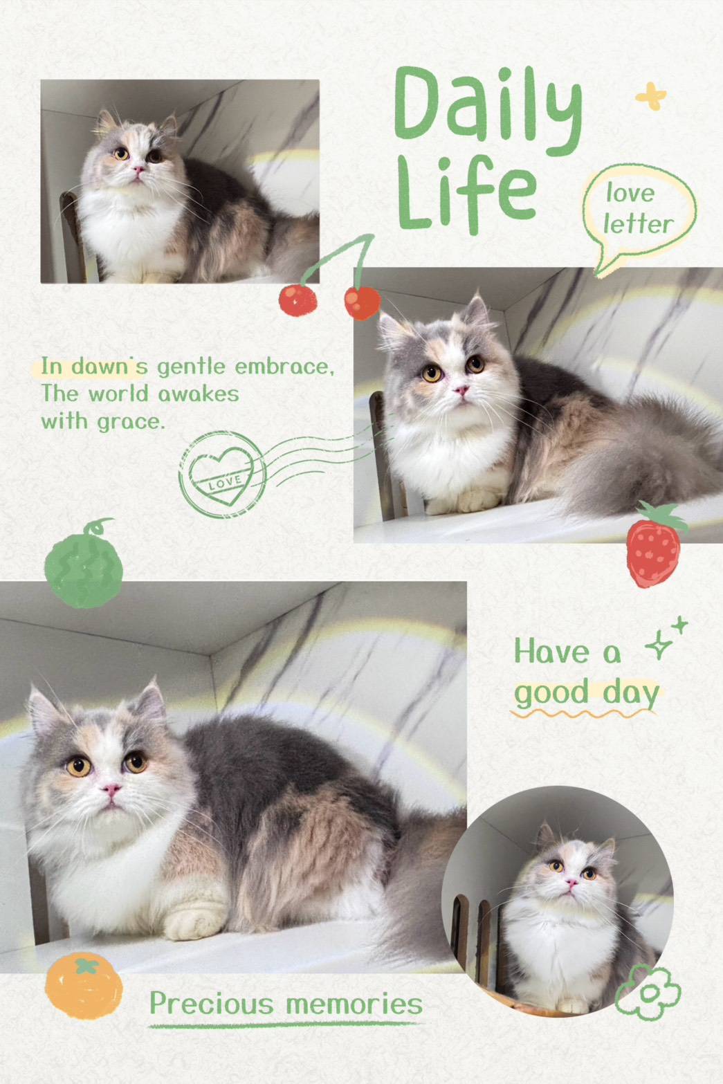 布魯斯貓舍／淺三花小步舞曲