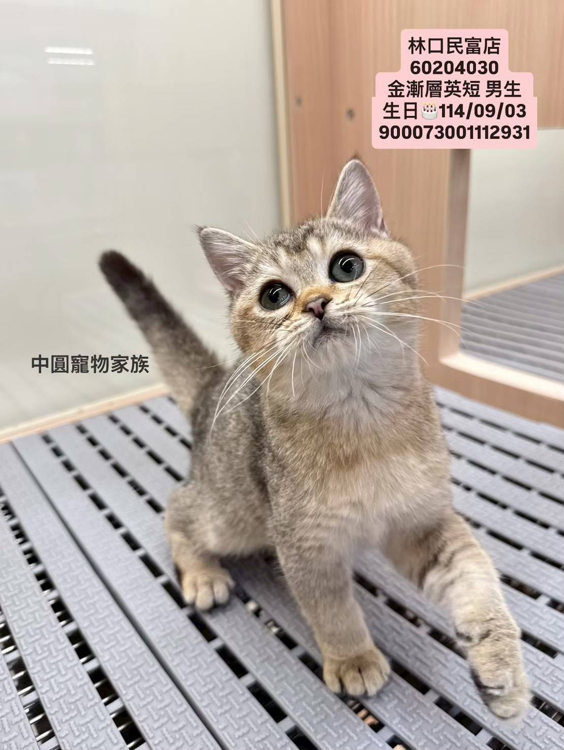 中圓寵物家族／金漸層英國短毛貓