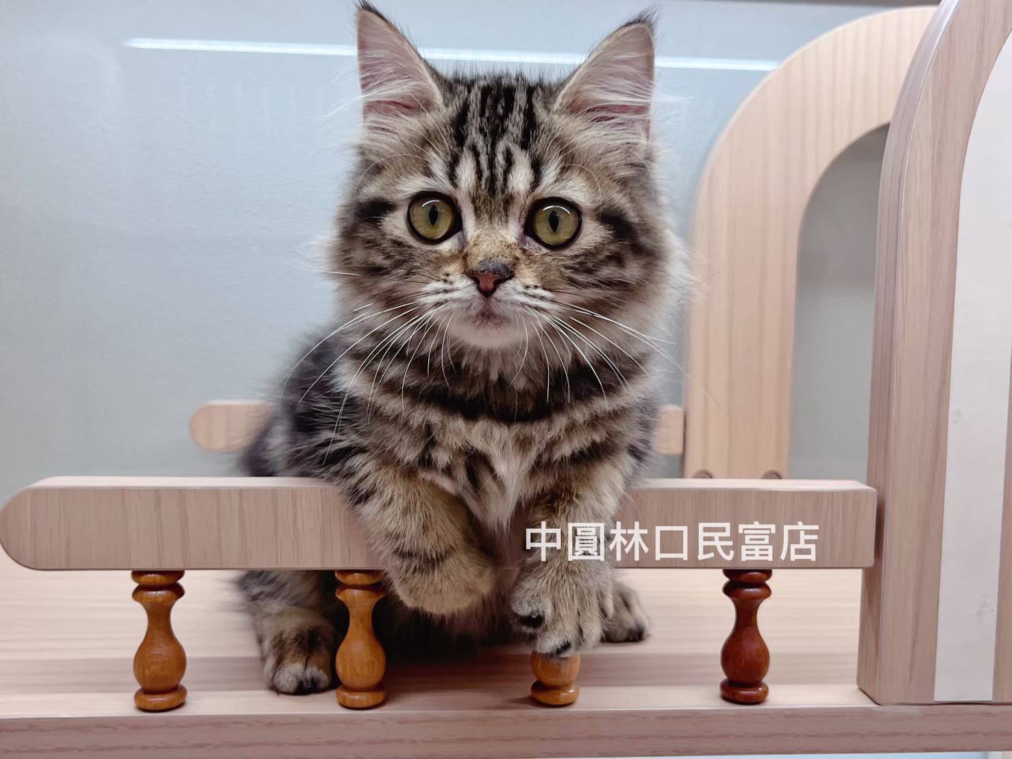 中圓寵物家族／英國長毛貓