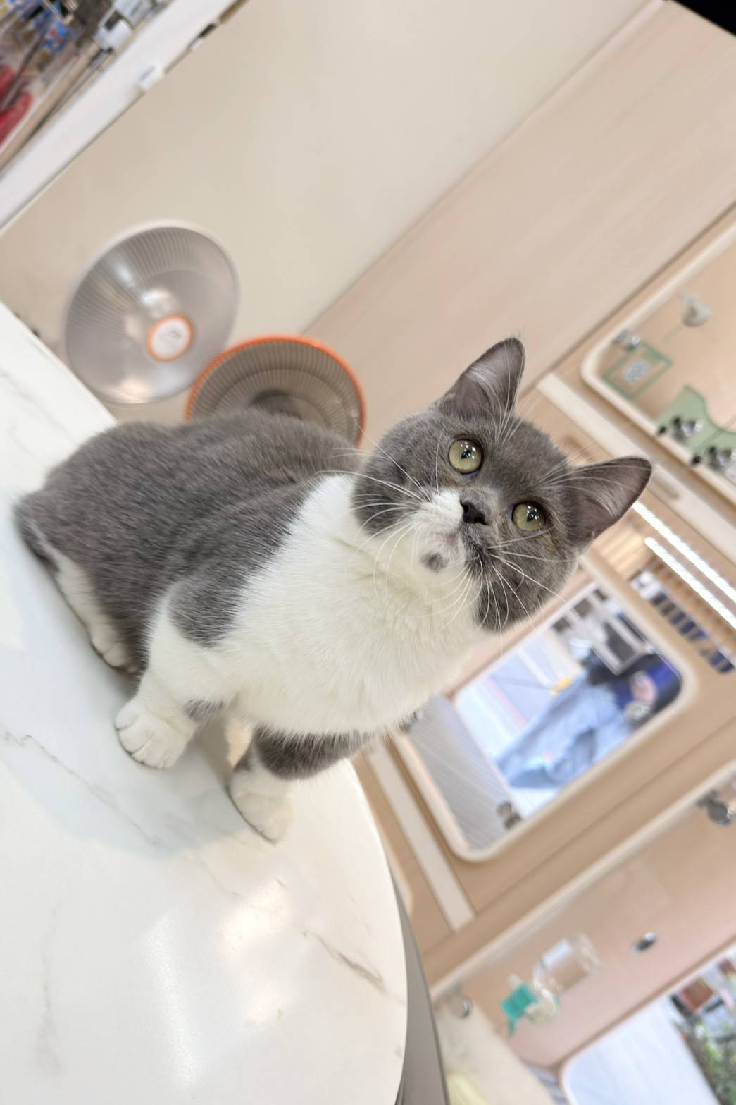 中圓寵物家族／藍白色曼赤肯