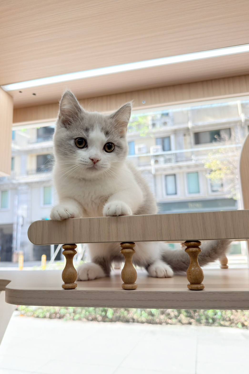 中圓寵物家族／賓士英國短毛貓