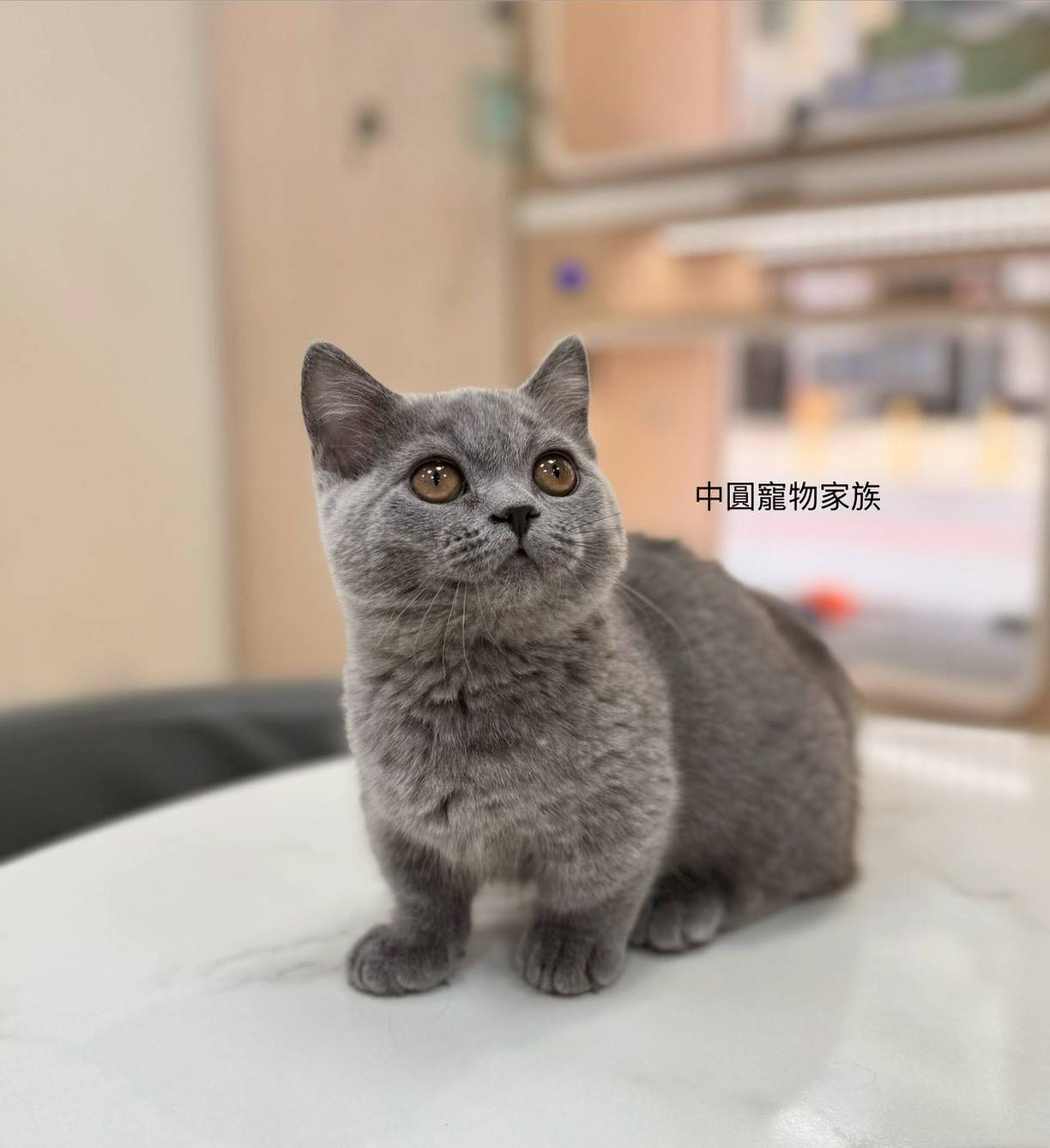 中圓寵物家族／藍色曼赤肯