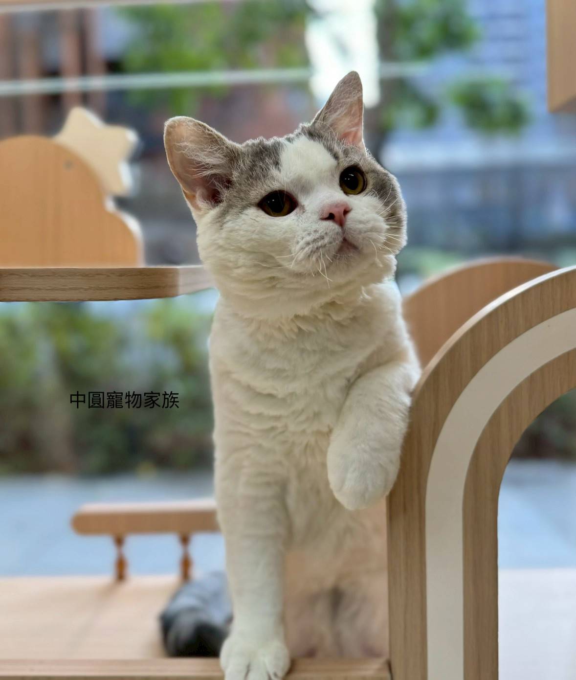 中圓寵物家族／英國短毛貓