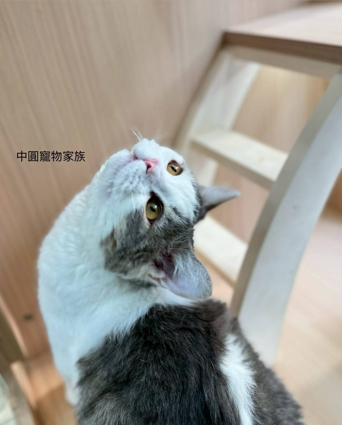 中圓寵物家族／藍白色賽爾凱克捲毛貓