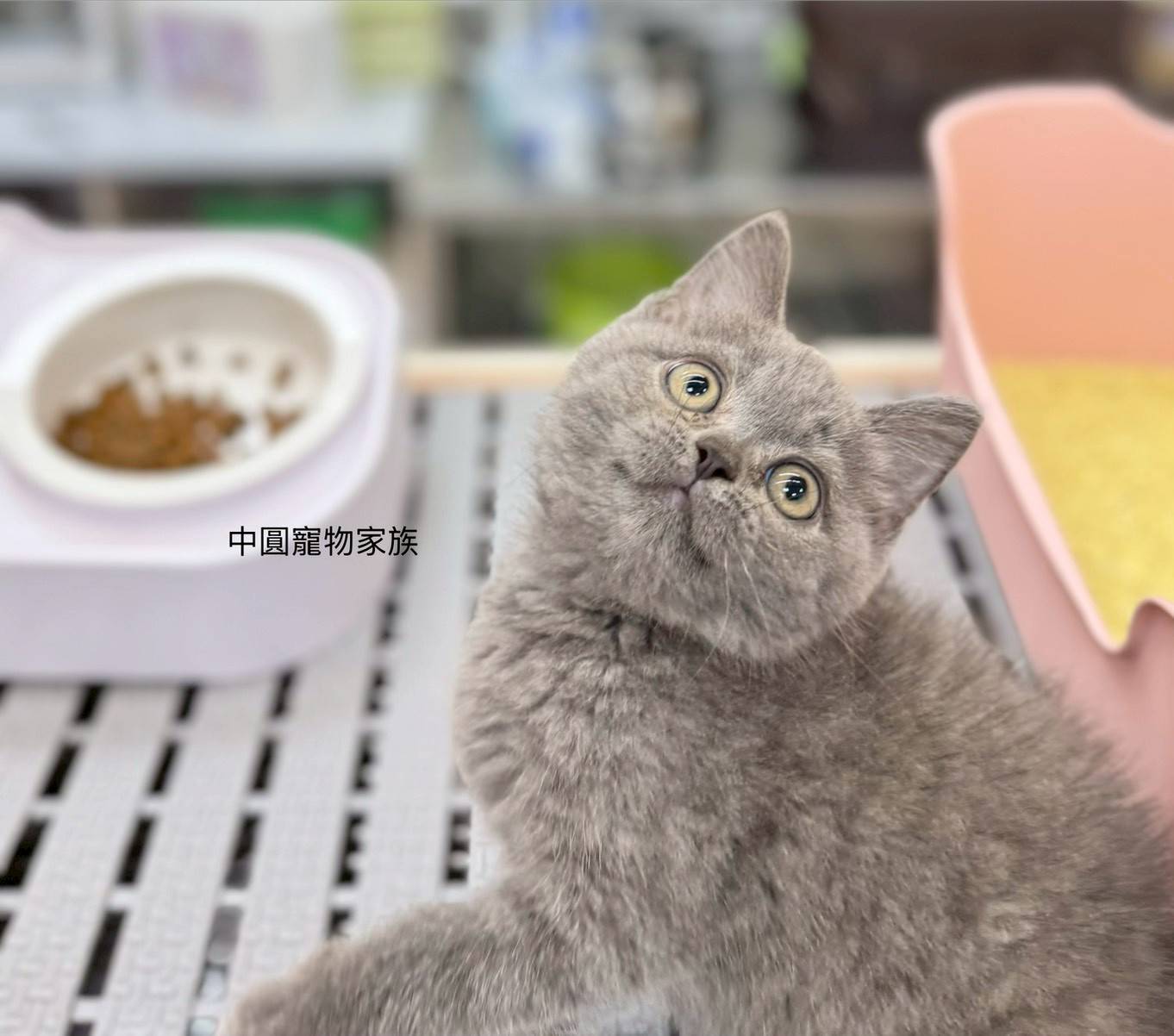 中圓寵物家族／英國短毛貓