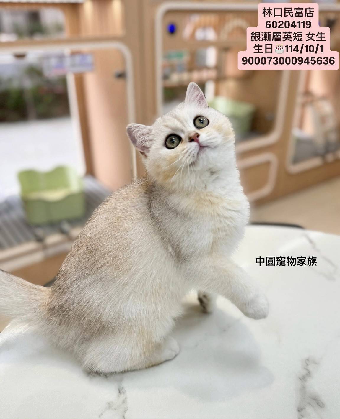 中圓寵物家族／銀漸層英國短毛貓