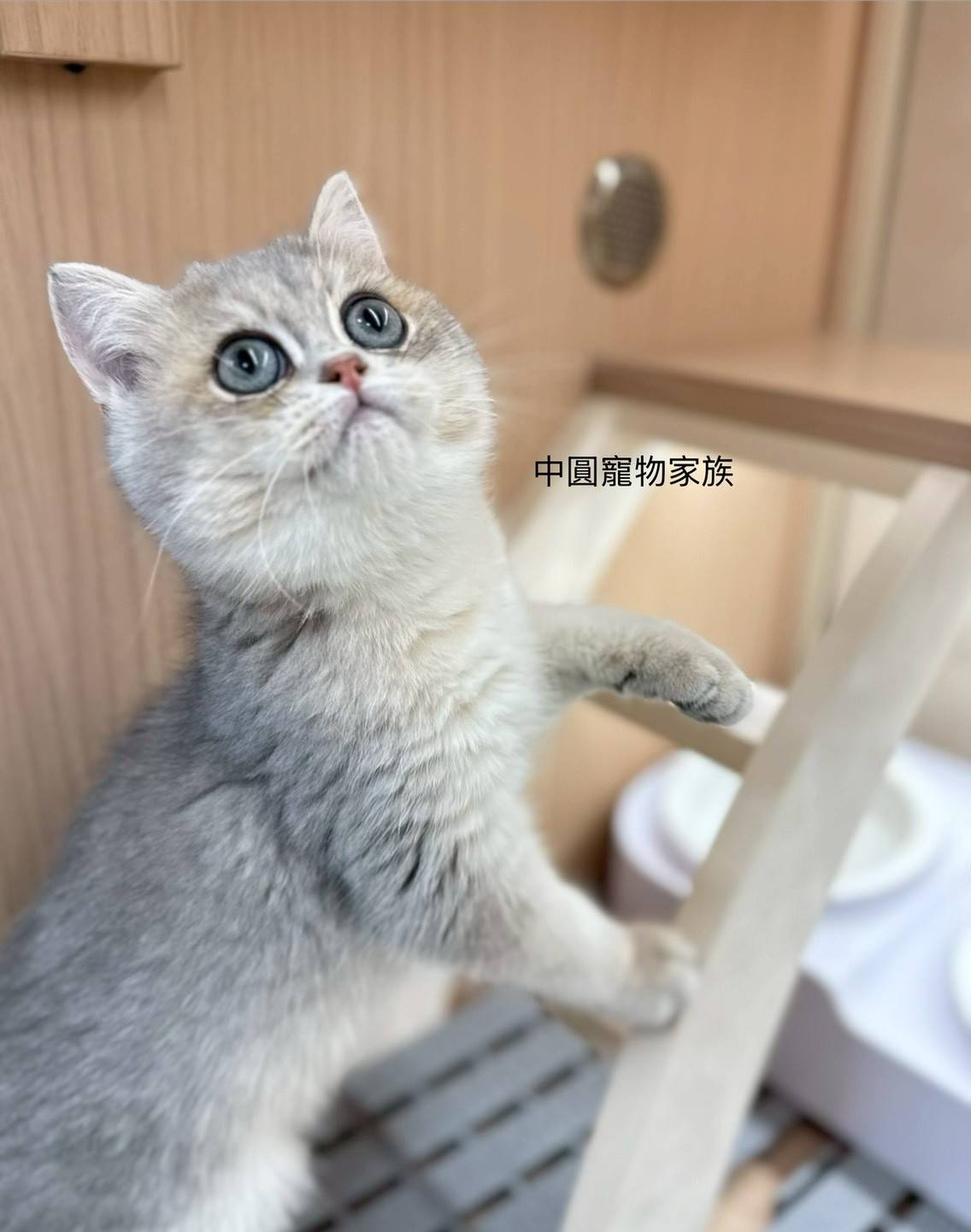 中圓寵物家族／英國短毛貓