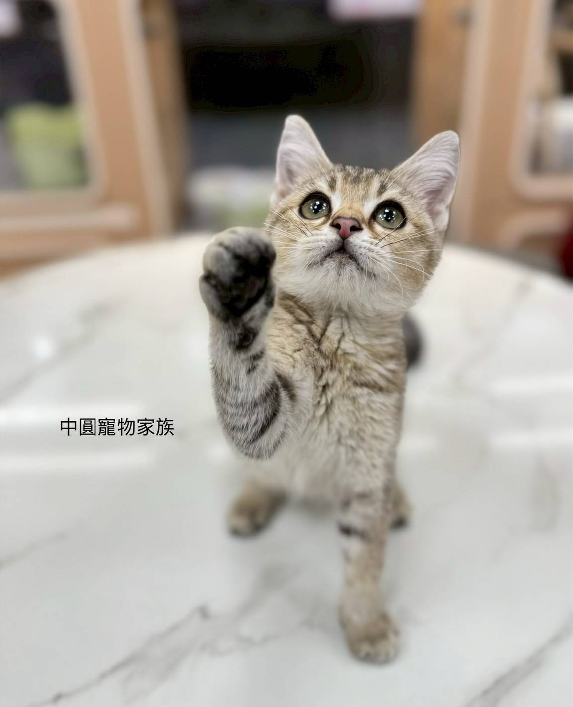 中圓寵物家族／虎斑紋英國短毛貓