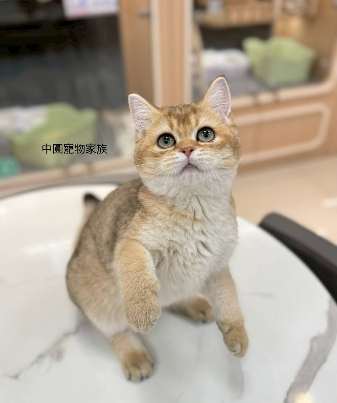 中圓寵物家族／金漸層英國短毛貓
