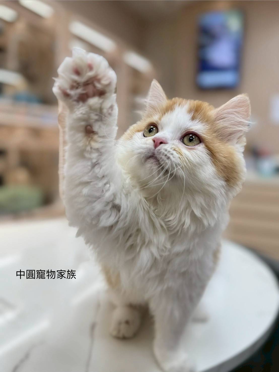 中圓寵物家族／橘白英國長毛貓