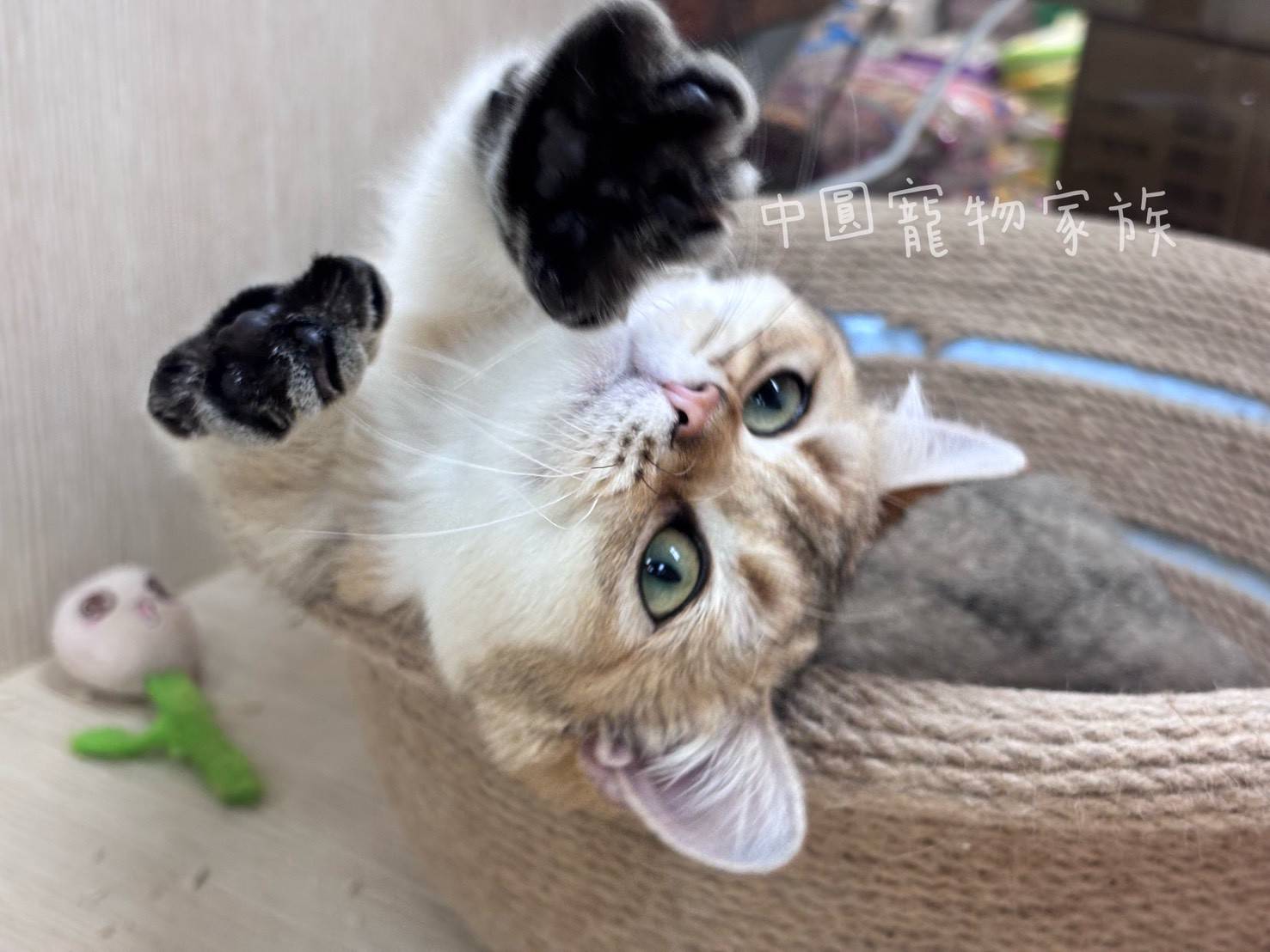 中圓寵物家族／金漸層曼赤肯