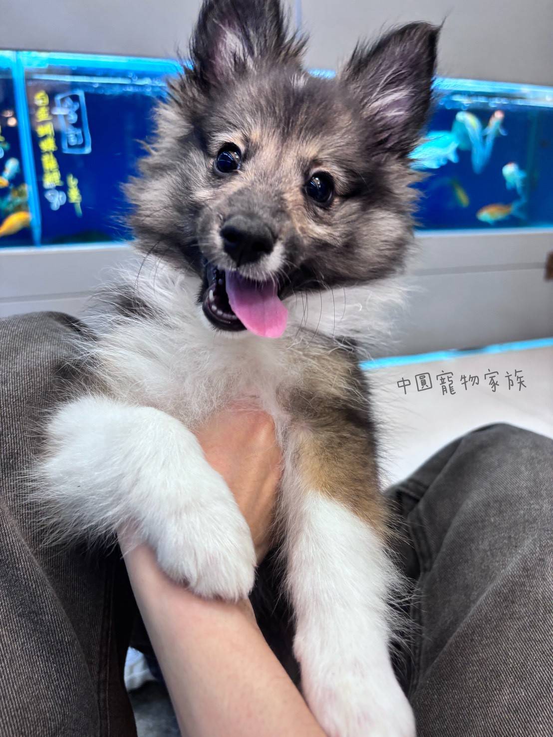 中圓寵物家族／喜樂蒂