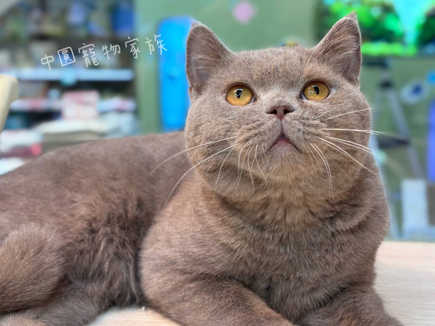 中圓寵物家族／英國短毛貓