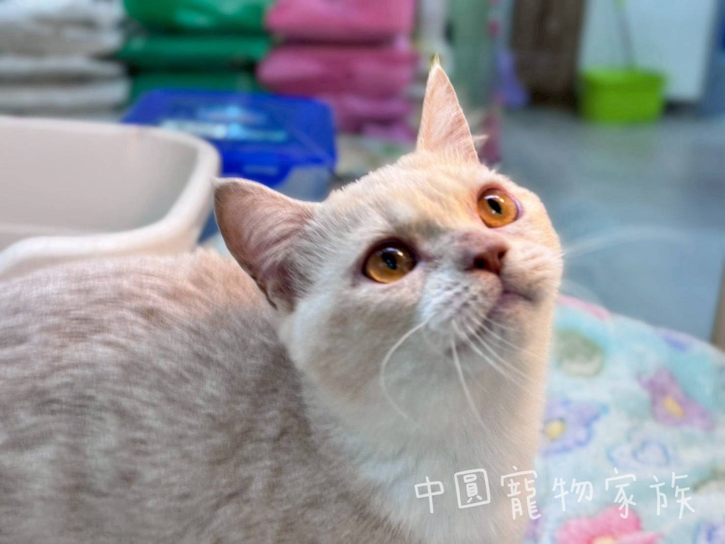 中圓寵物家族／奶油加白曼赤肯