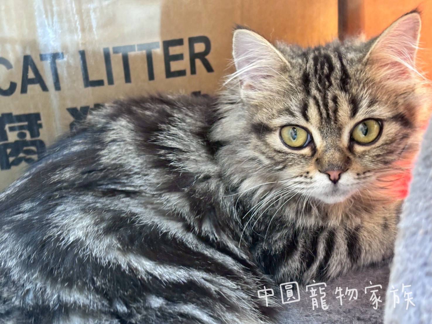 中圓寵物家族／英國長毛貓