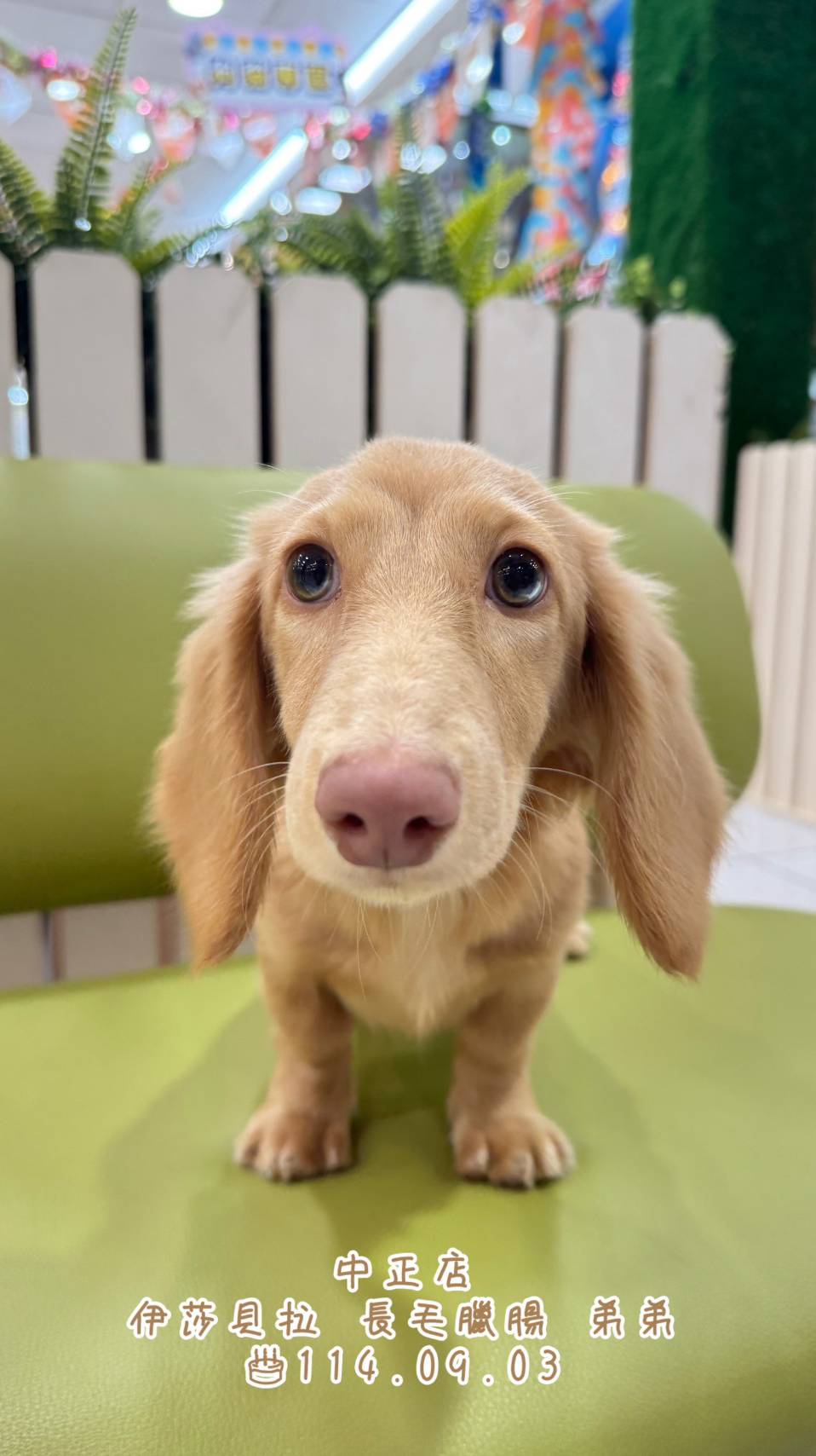 中圓寵物家族／臘腸犬