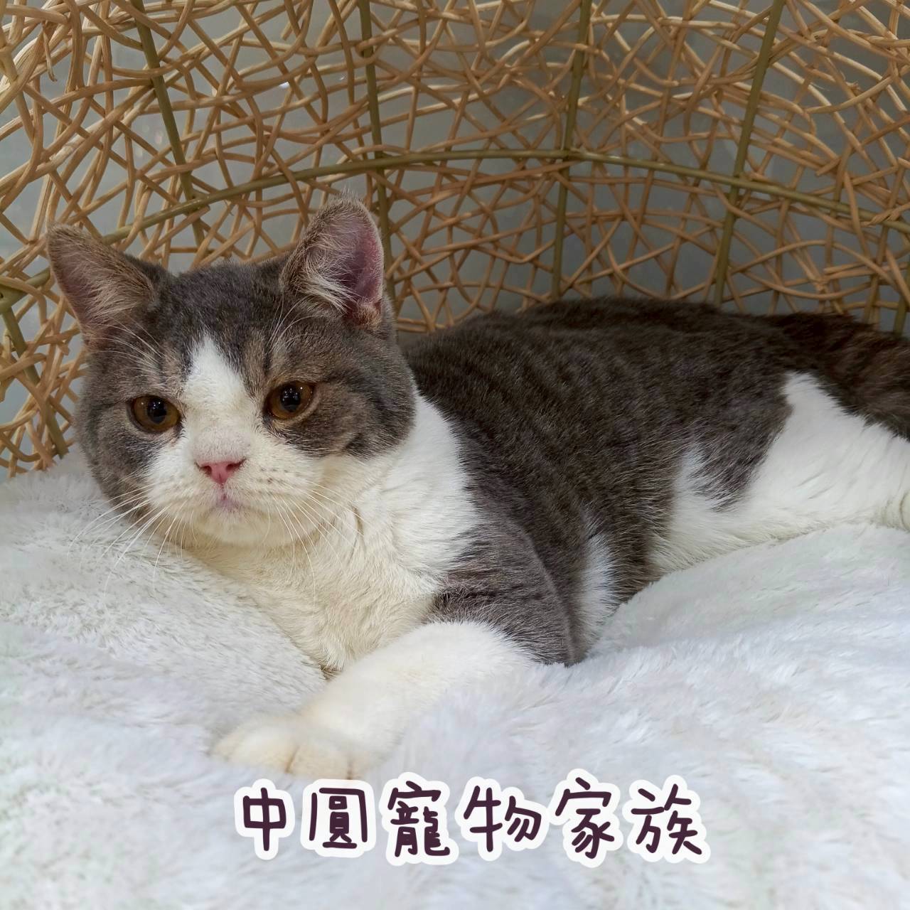 中圓寵物家族／賓士英國短毛貓