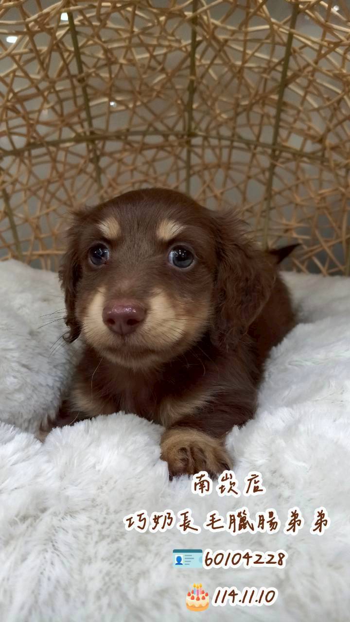 中圓寵物家族／巧克力奶油長毛臘腸犬