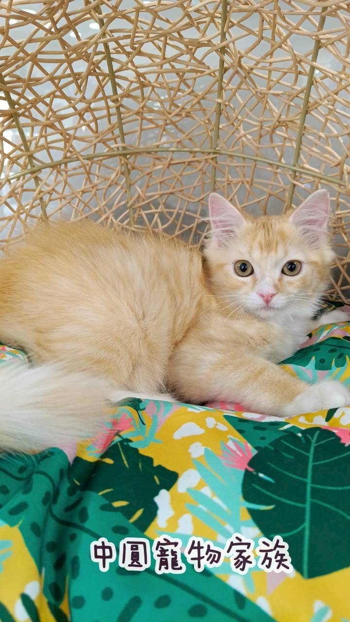 中圓寵物家族／奶油白英國長毛貓