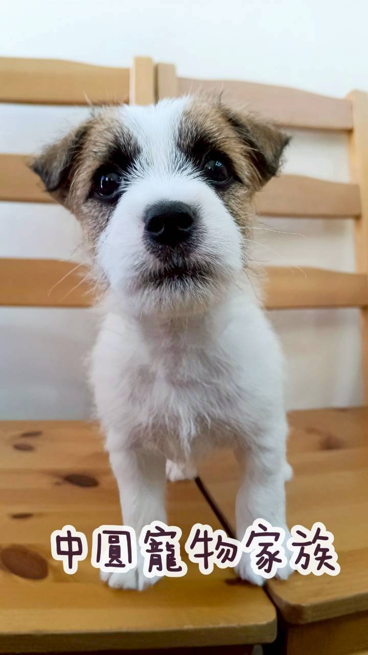 中圓寵物家族／黃白色傑克羅素