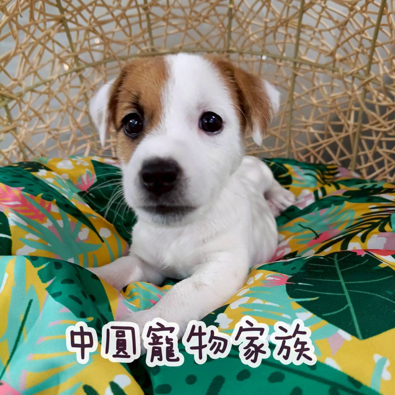 中圓寵物家族／黃白色傑克羅素