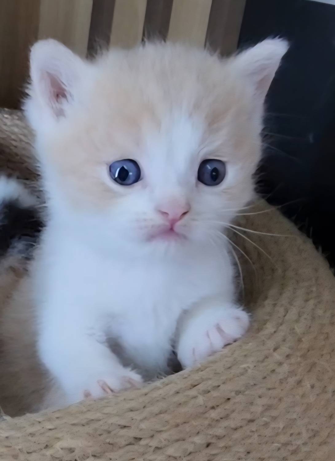 可愛喵貓舍／奶油賓士英國短毛貓