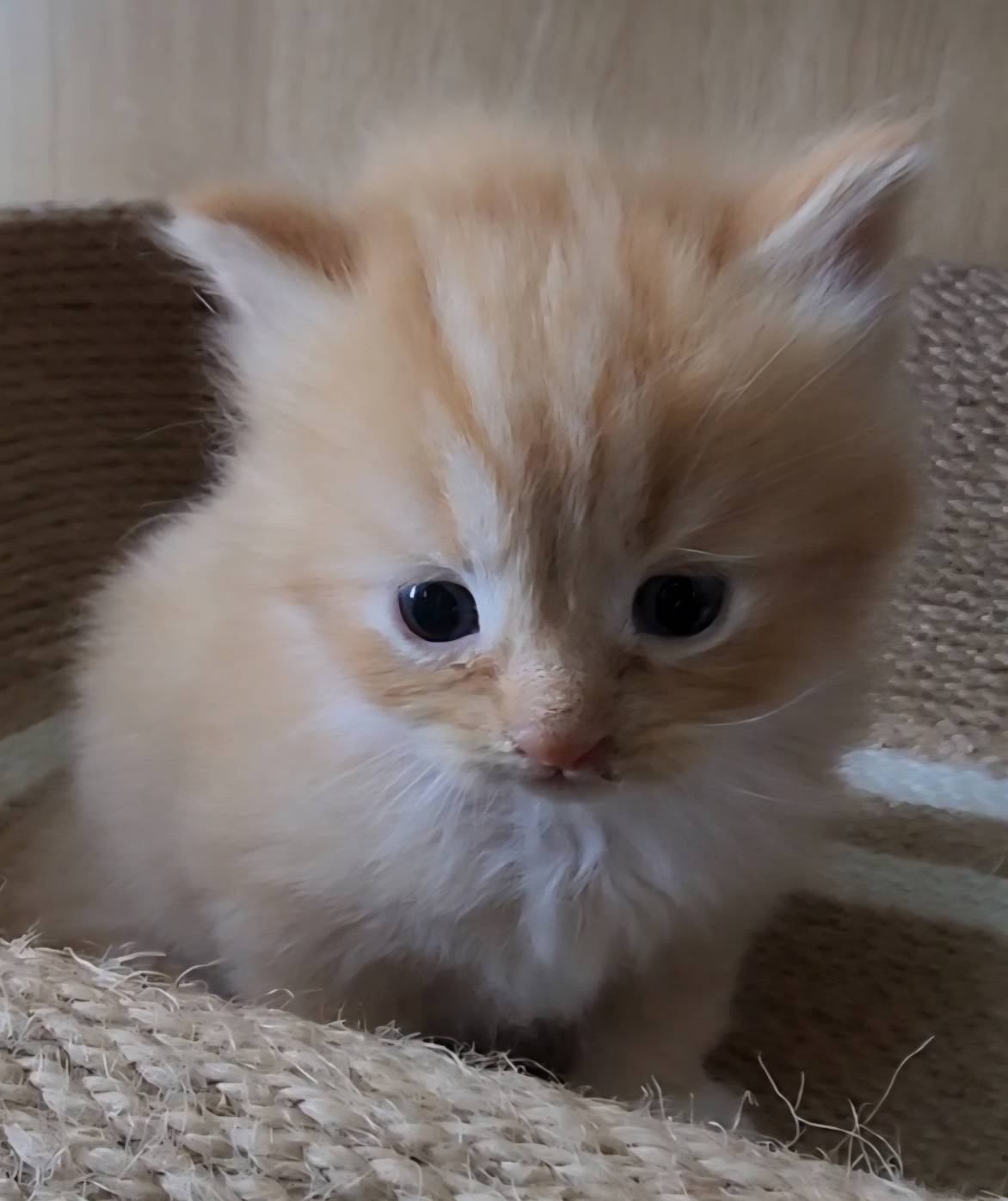 可愛喵貓舍／橘加白英國長毛貓