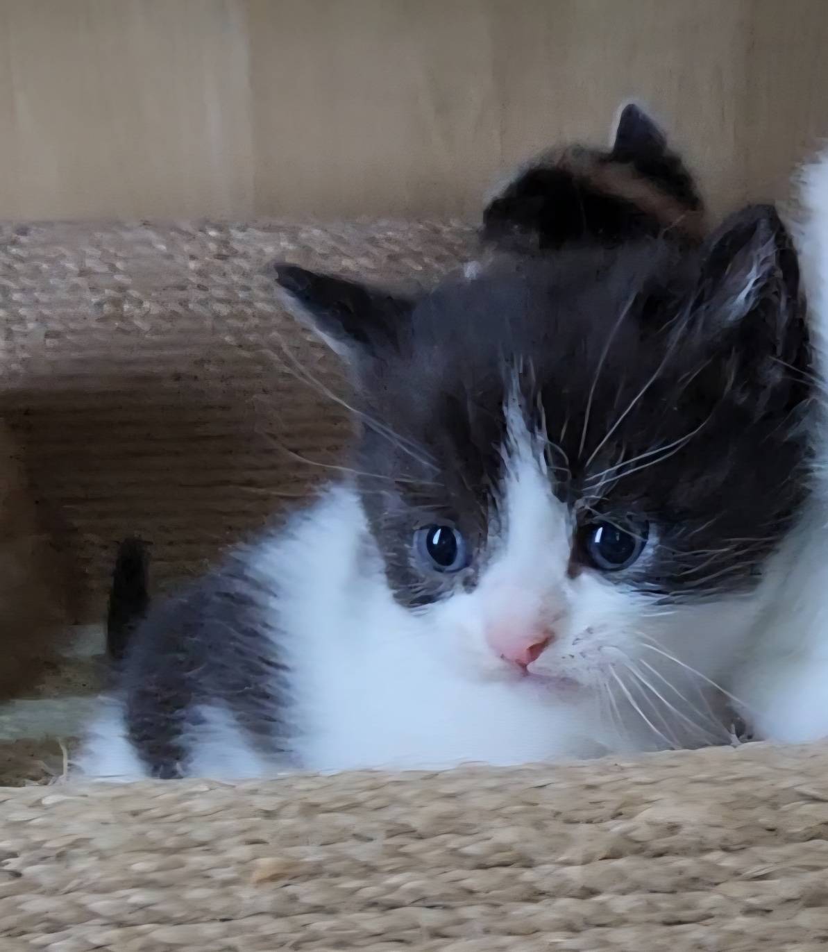 可愛喵貓舍／黑白色曼赤肯