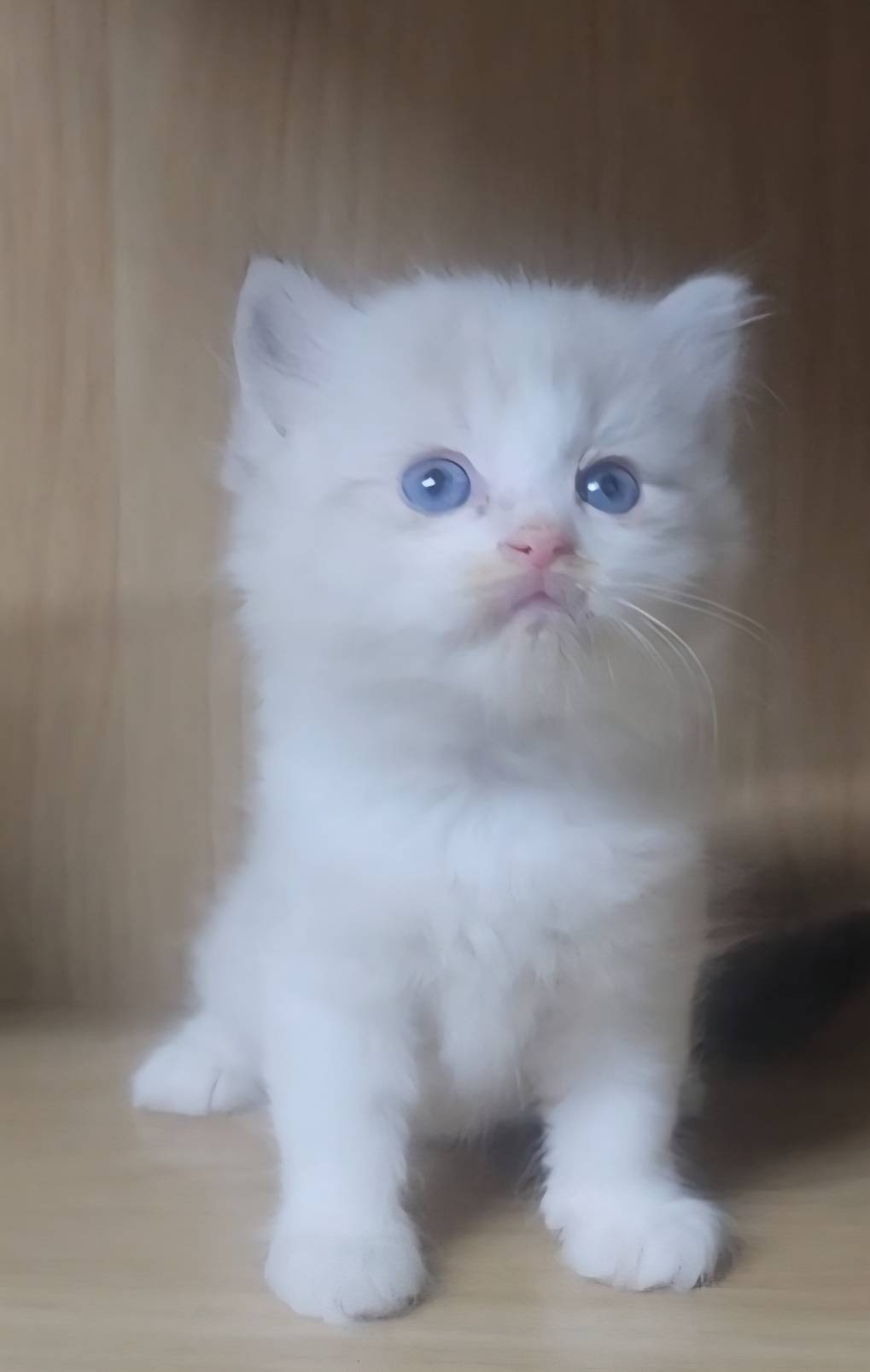 可愛喵貓舍／藍山貓雙色布偶貓