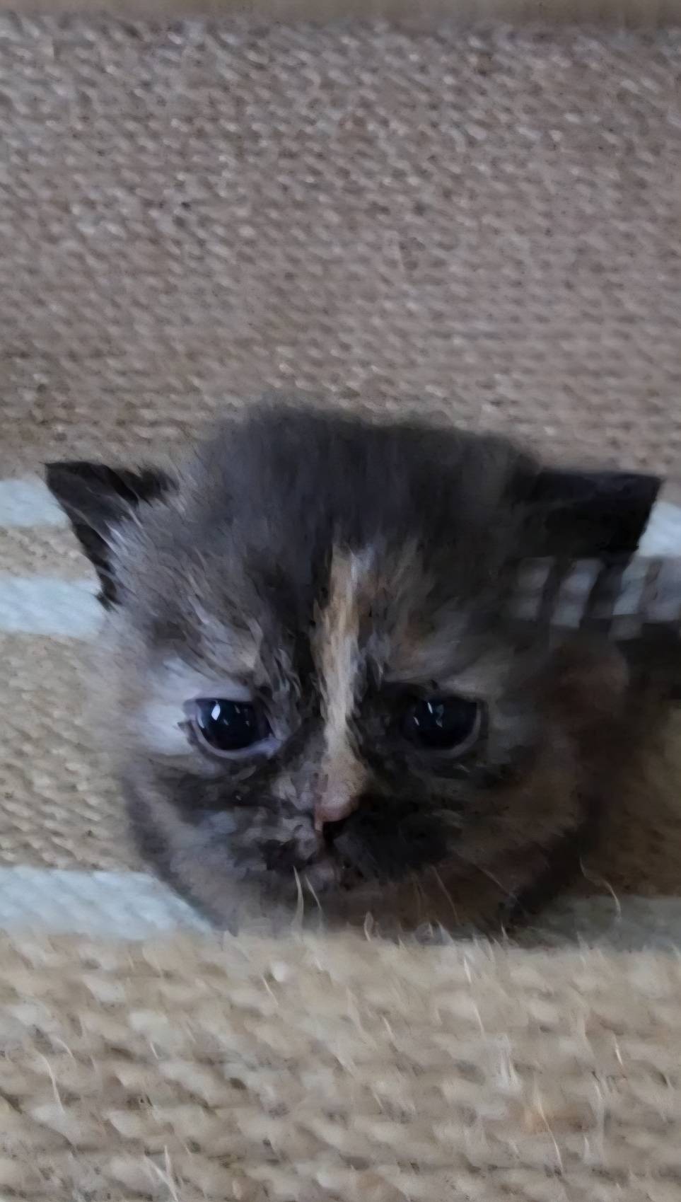 可愛喵貓舍／玳瑁曼赤肯