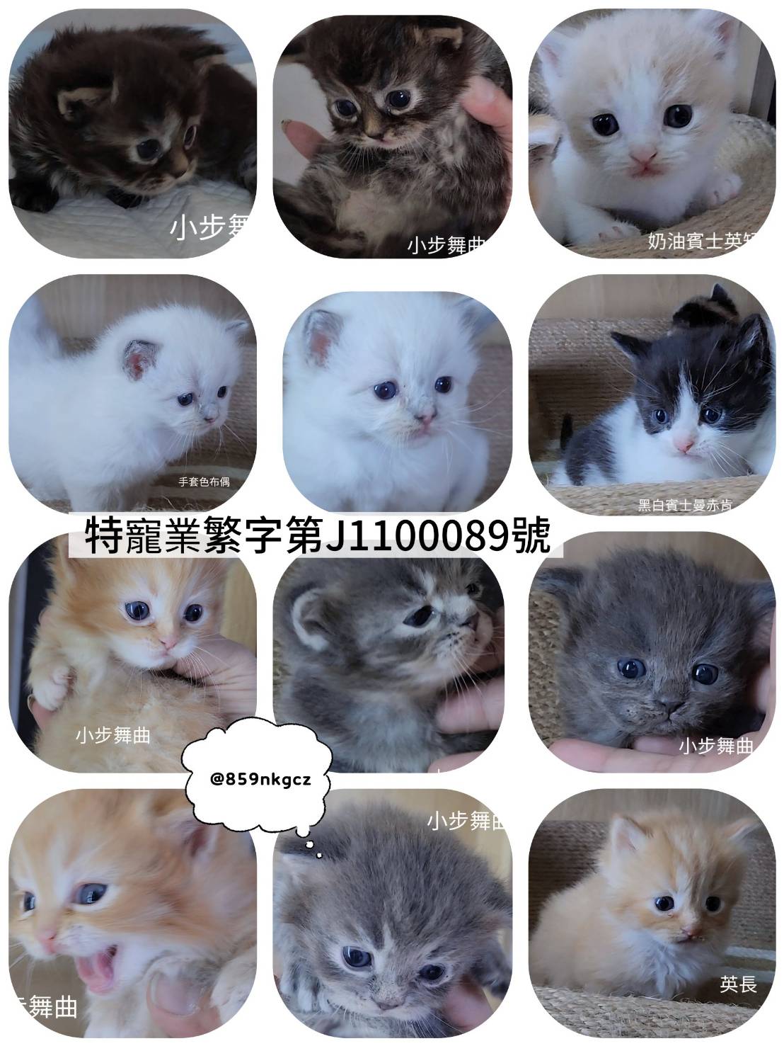 可愛喵貓舍／各品種貓