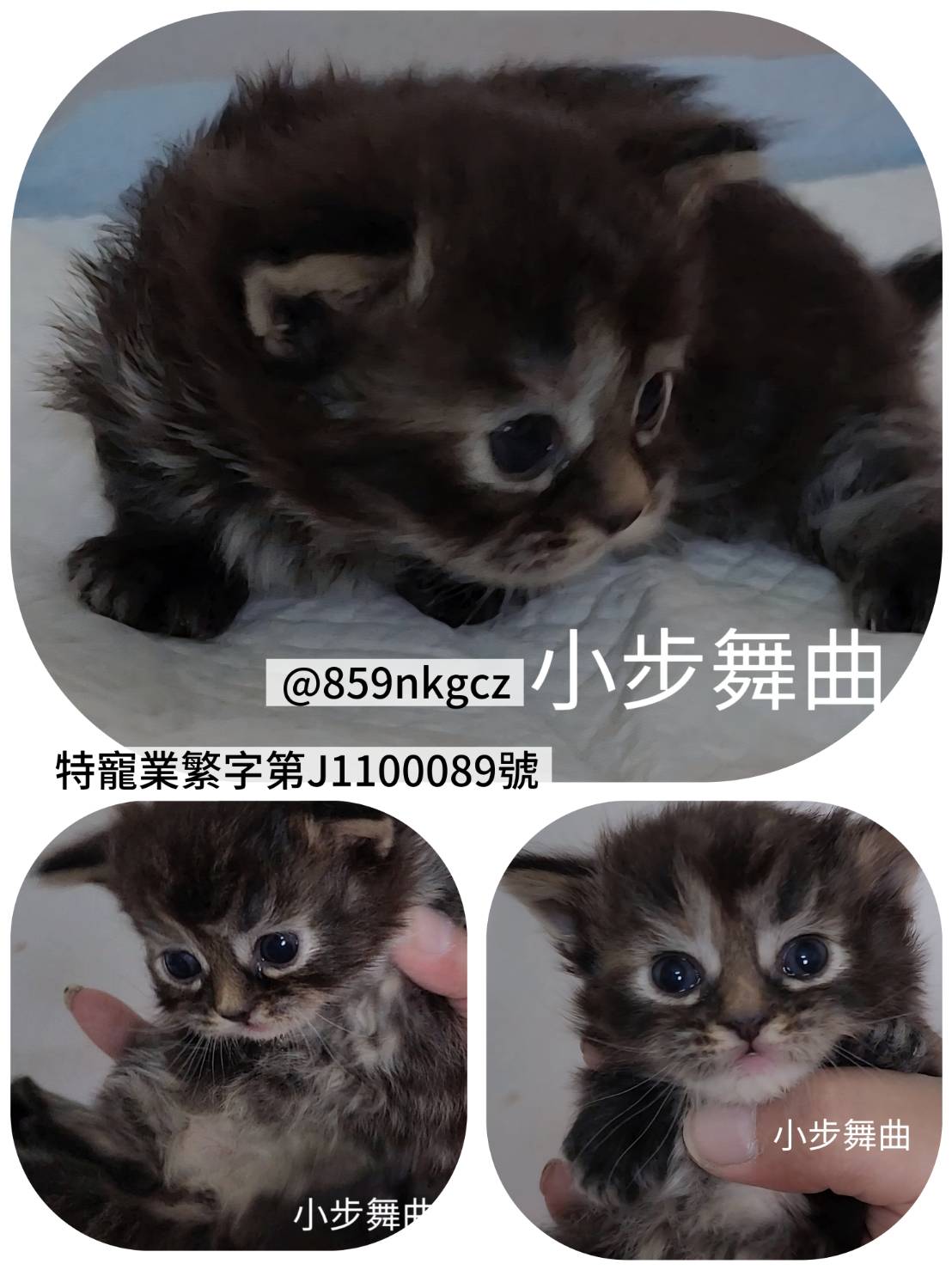 可愛喵貓舍／特殊色小步舞曲