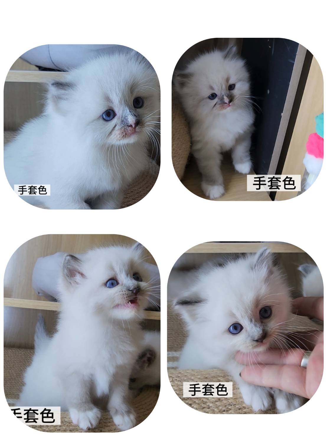 可愛喵貓舍／手套色布偶貓