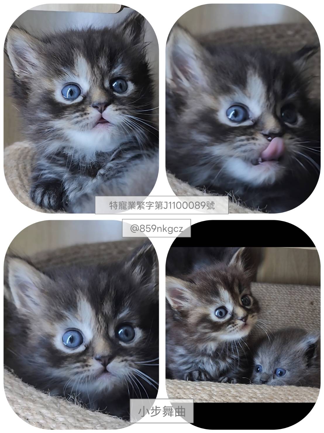 可愛喵貓舍／小步舞曲